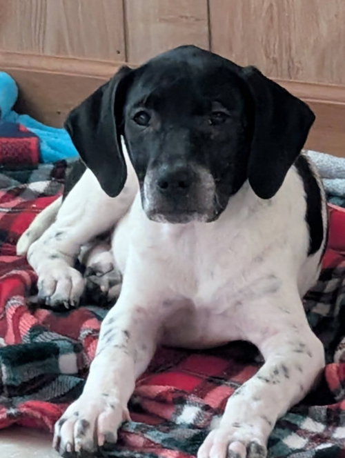 Cookie'S Puppies *Help! We Need A Foster Home!* photo 4
