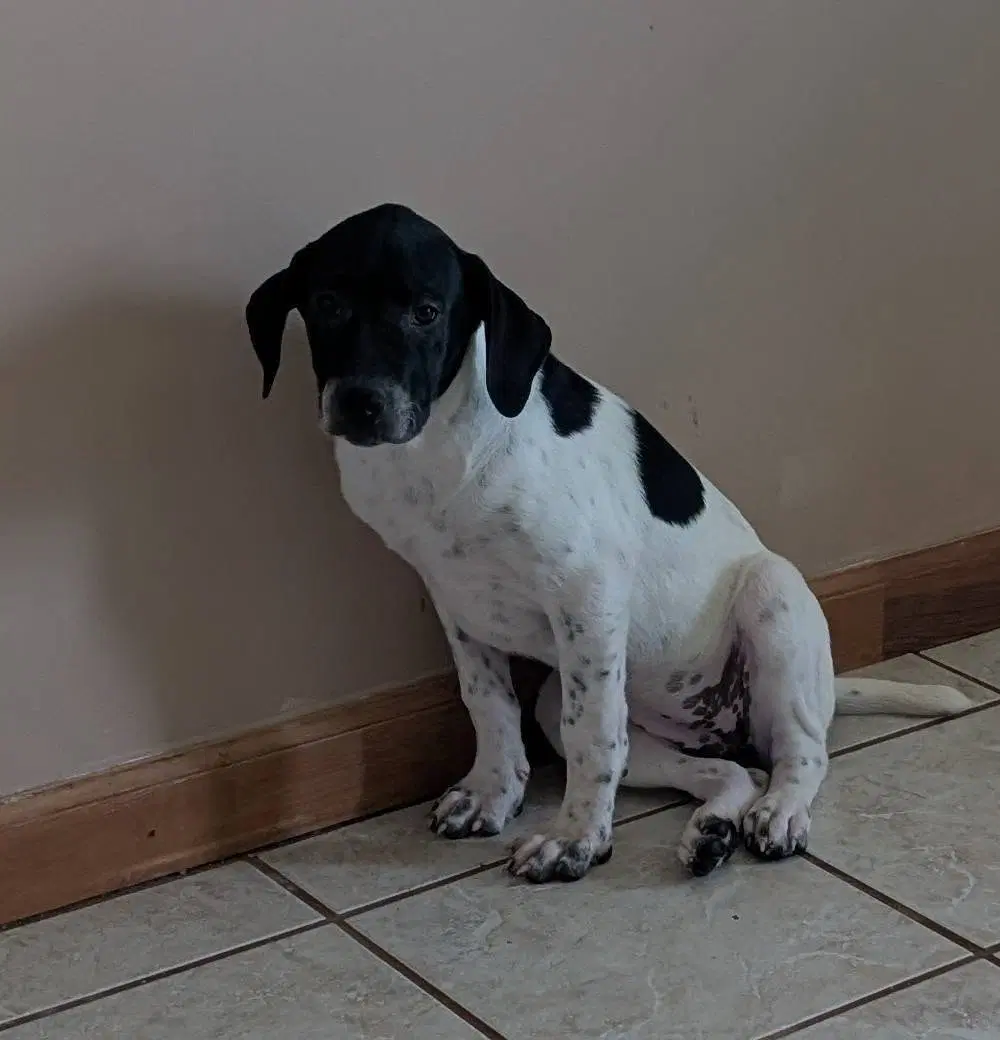 Cookie's Puppies Help We Need A Foster Home - Labrador Retriever