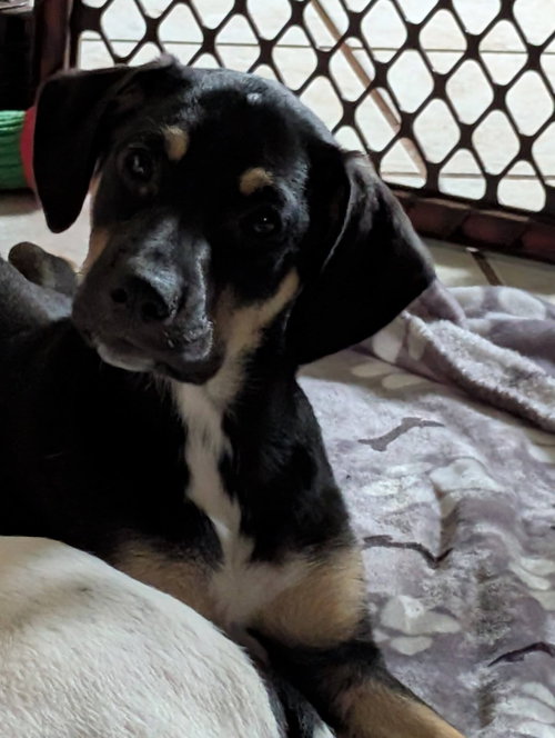 Cookie'S Puppies *Help! We Need A Foster Home!* photo 5