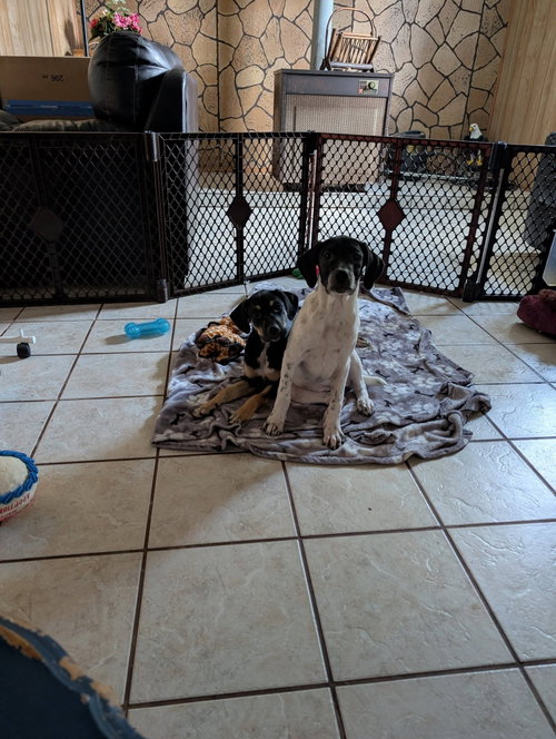 Cookie'S Puppies *Help! We Need A Foster Home!* photo 6