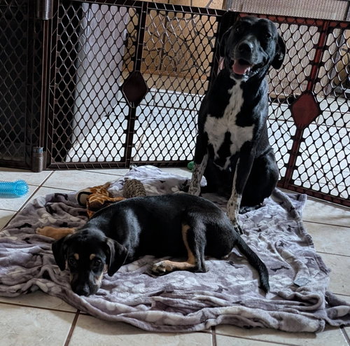 Cookie'S Puppies *Help! We Need A Foster Home!* photo 9