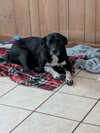 Cookie's Puppies