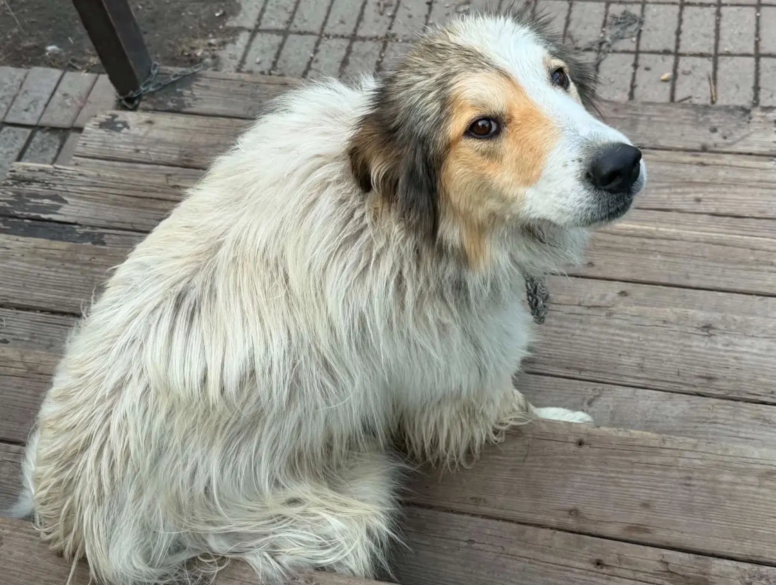 Archer Help I Need A Foster Home - Collie