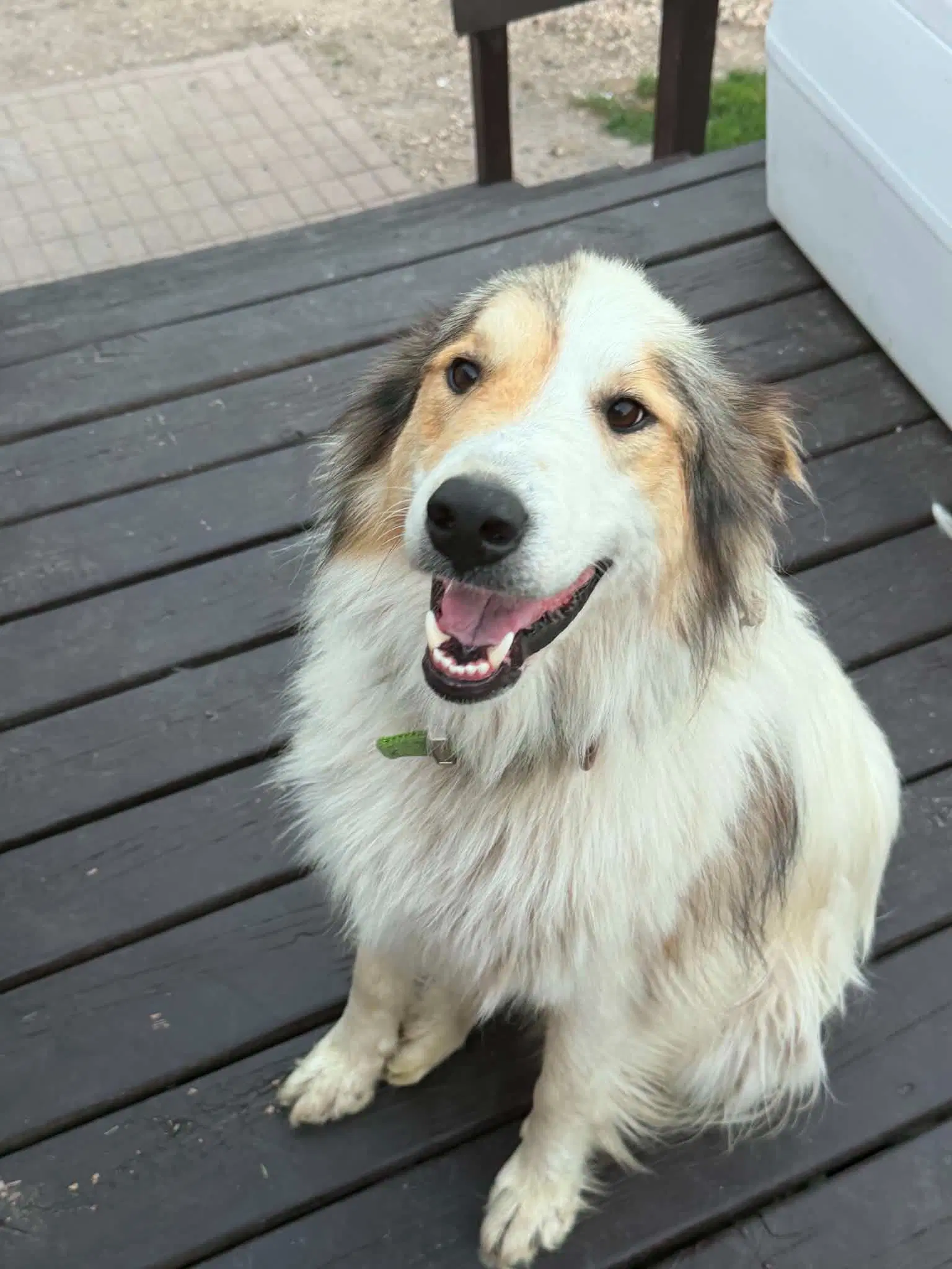 Archer Rough Collie Mix Foster Needed image 2