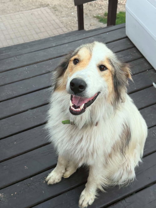 Archer *rough collie mix* foster needed photo 1