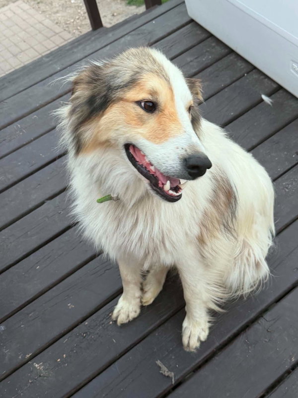 Archer *rough collie mix* foster needed