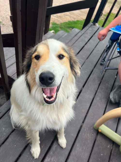 Archer *rough collie mix* foster needed photo 2