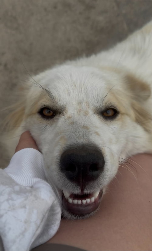June *Help! I Need A Foster Home!*
