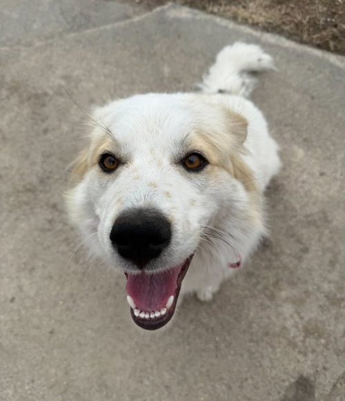 June *Help! I Need A Foster Home!* photo 2