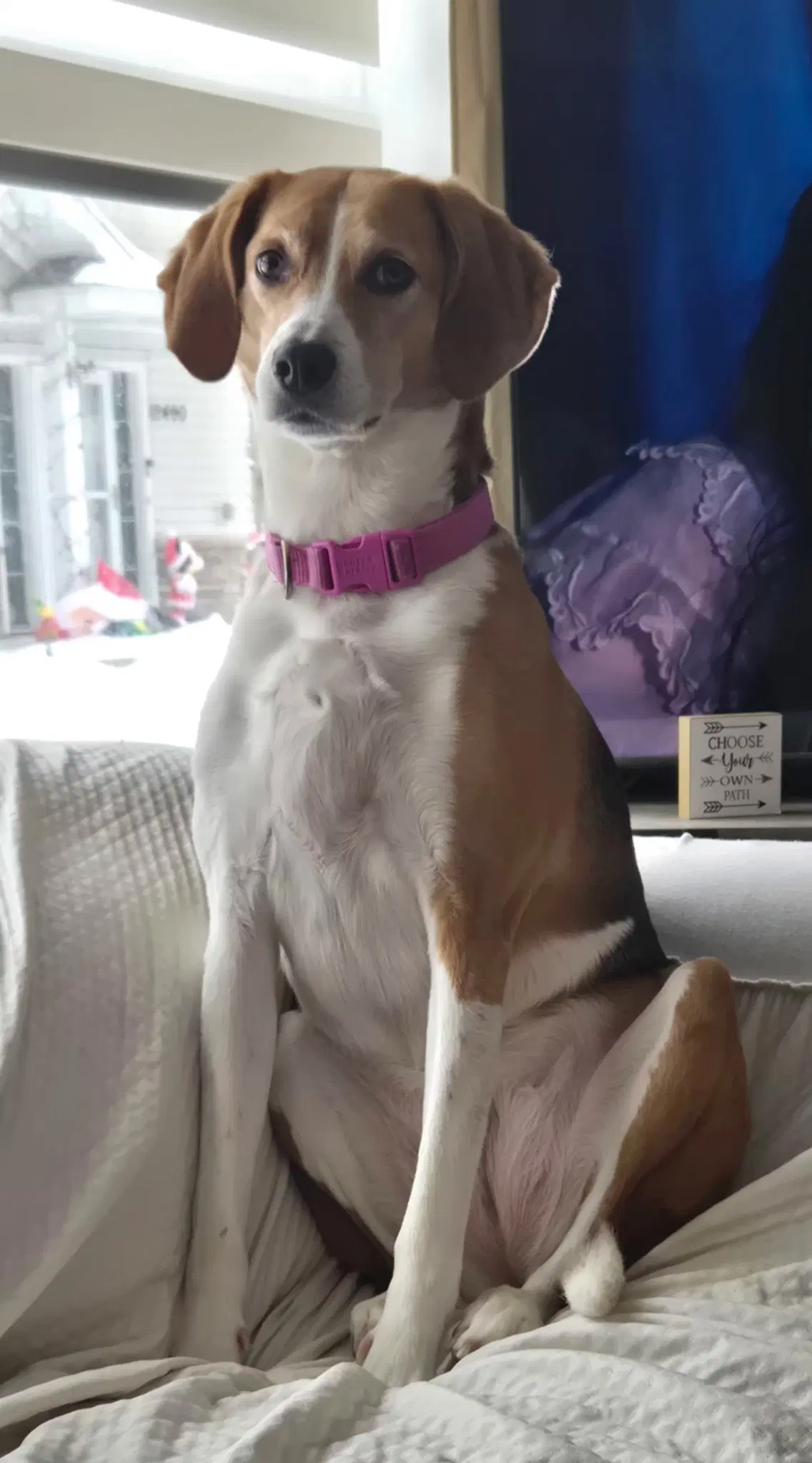 Zoe - Beagle