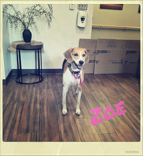 Photo 6 of Zoe *sweet & quiet*