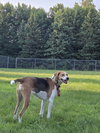 Zoe, a Beagle / Foxhound / Mixed (short coat)