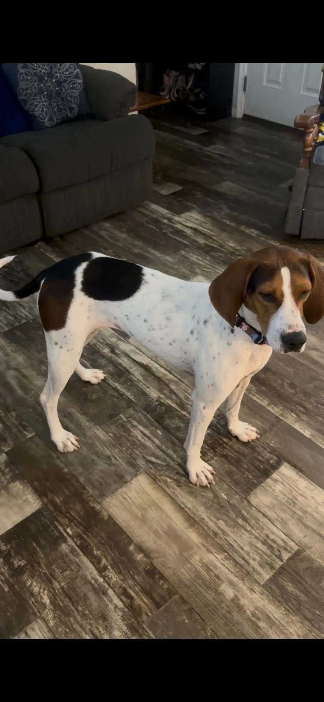 Dottie - Treeing Walker Coonhound
