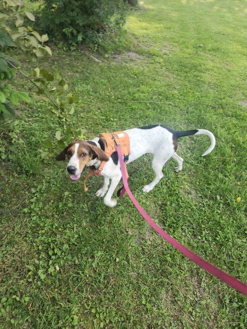 Dottie * I would make an awesome hunting dog photo 2
