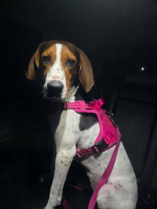 Dottie * I would make an awesome hunting dog photo 3