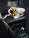 Dottie