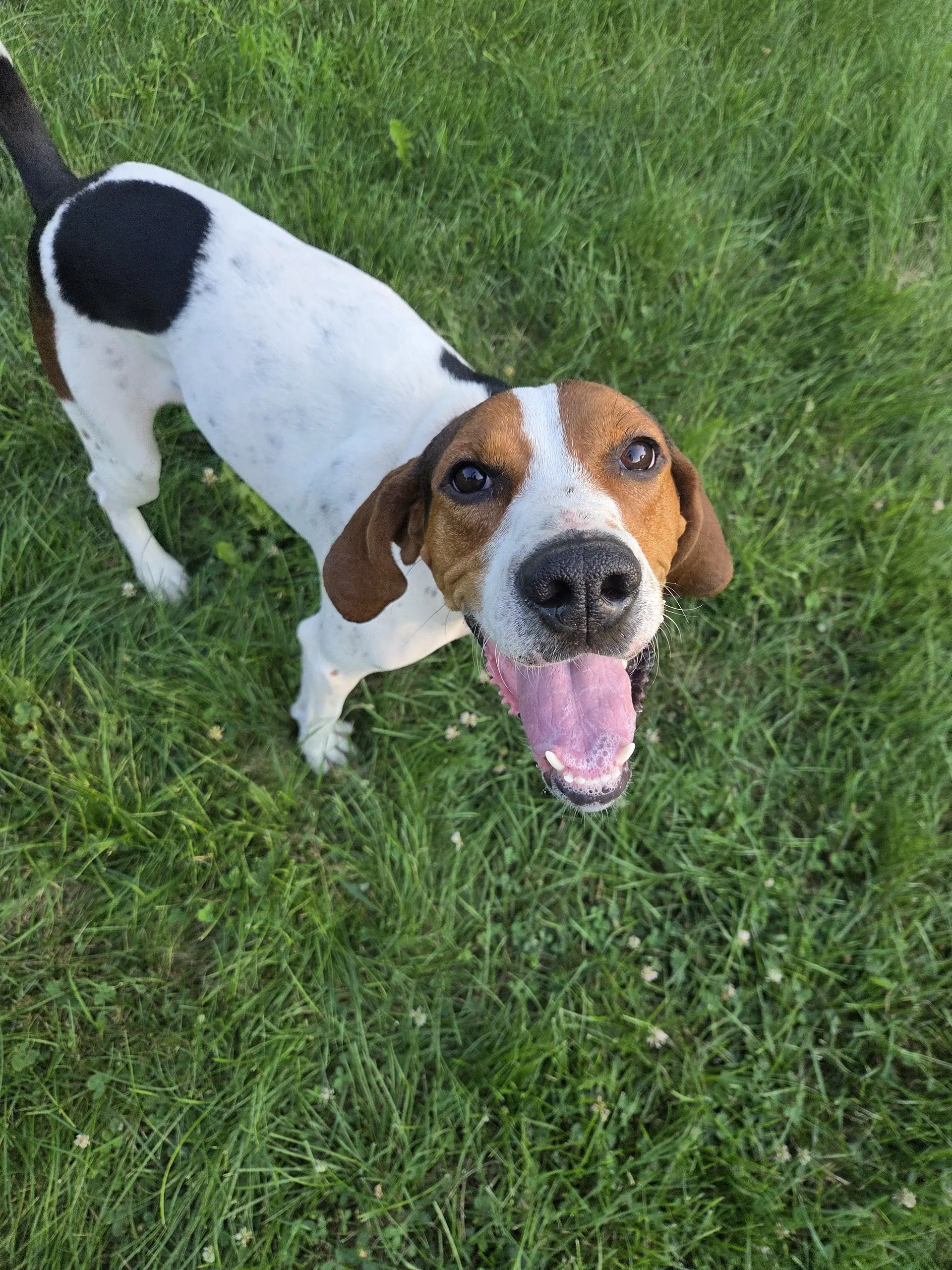 Dottie  I Would Make An Awesome Hunting Dog - Treeing Walker Coonhound