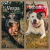 Vespa & Mooney
