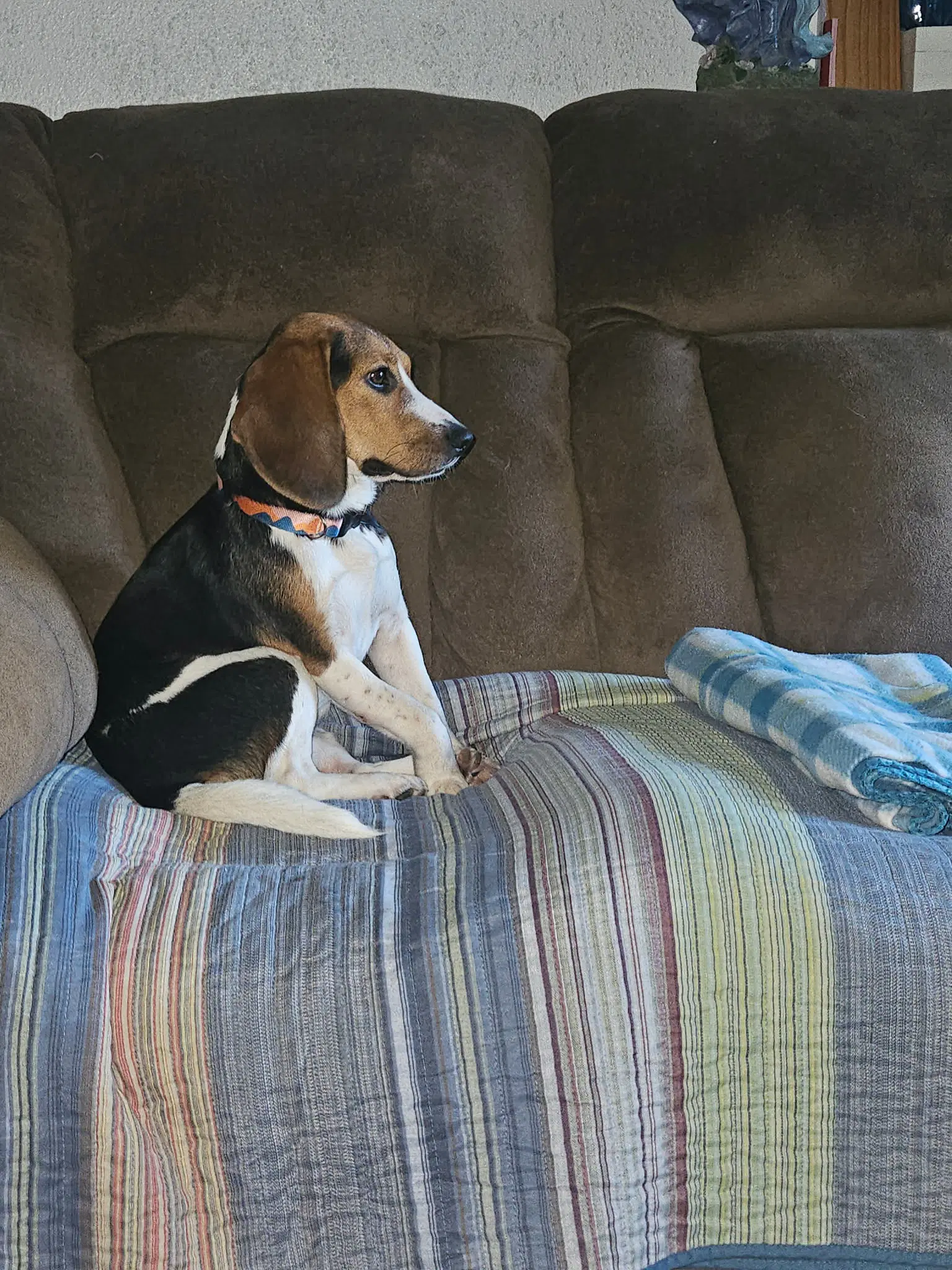 Ellie Mae - Beagle