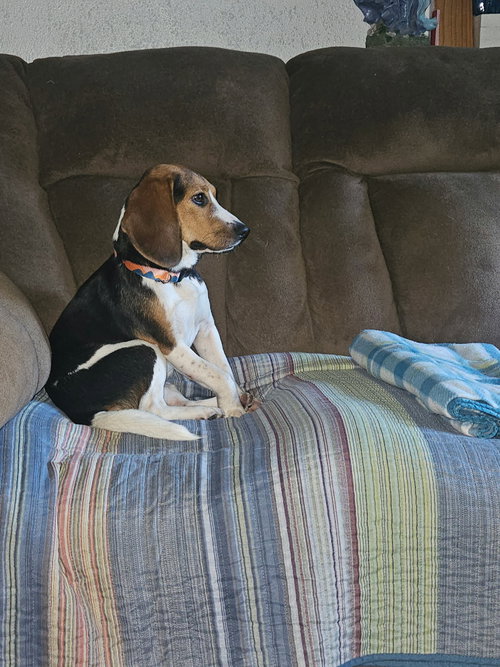 Ellie Mae