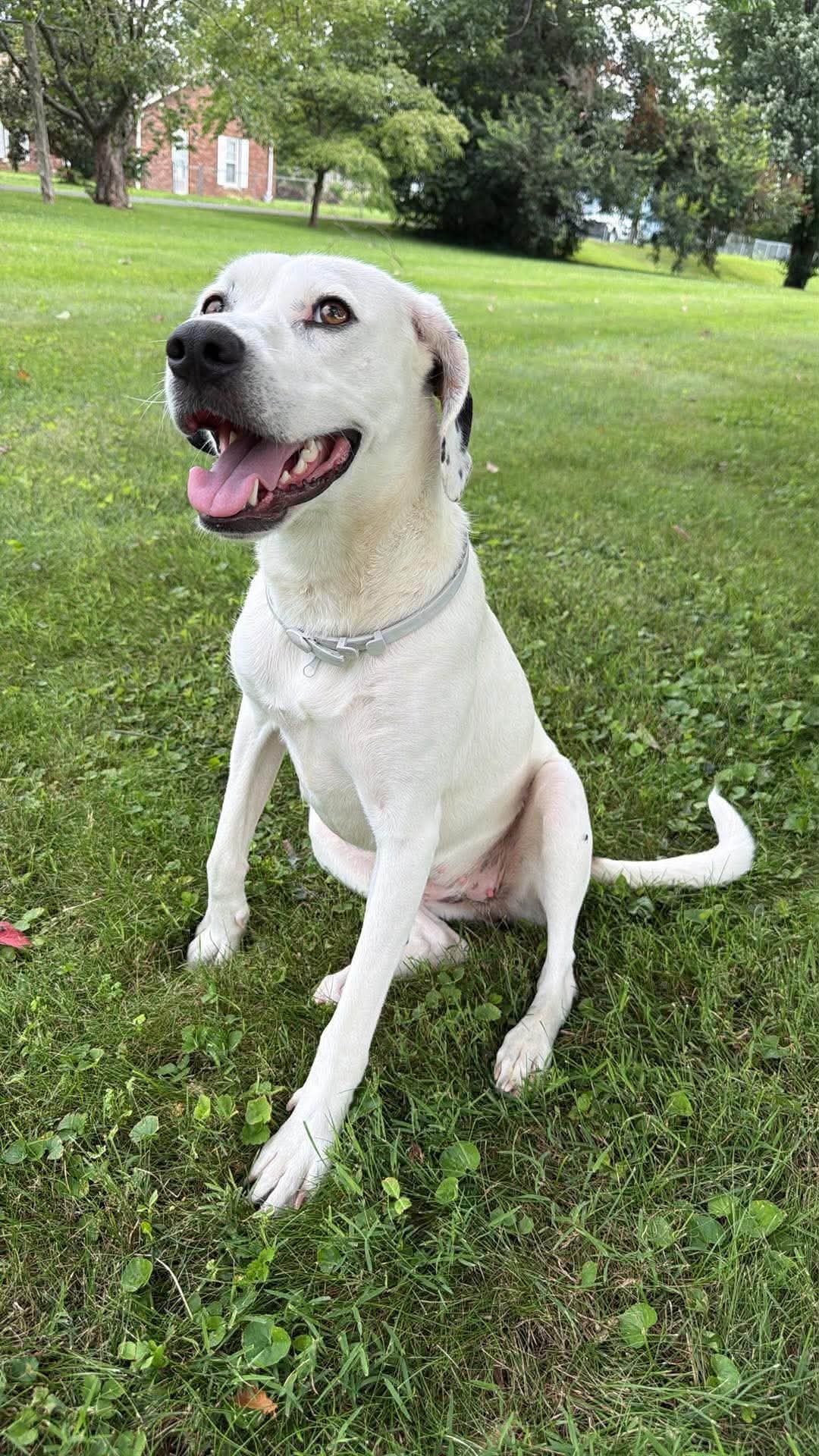 Cricket Foster Home Or Foster-To-Adopt