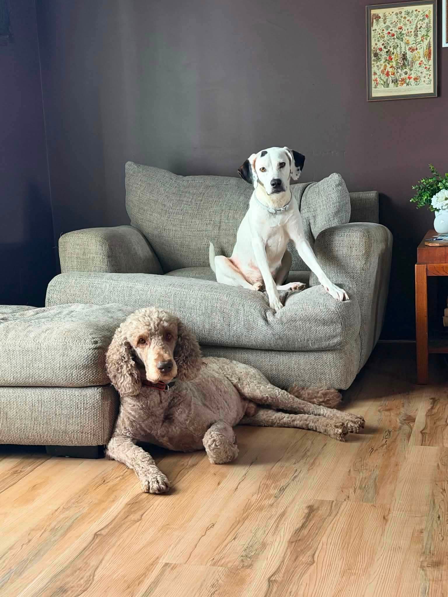 Cricket Foster Home Or Foster-To-Adopt image 2