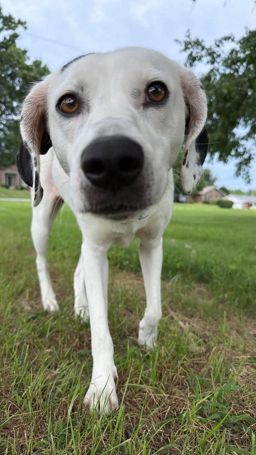 Cricket Foster Home Or Foster-To-Adopt image 3