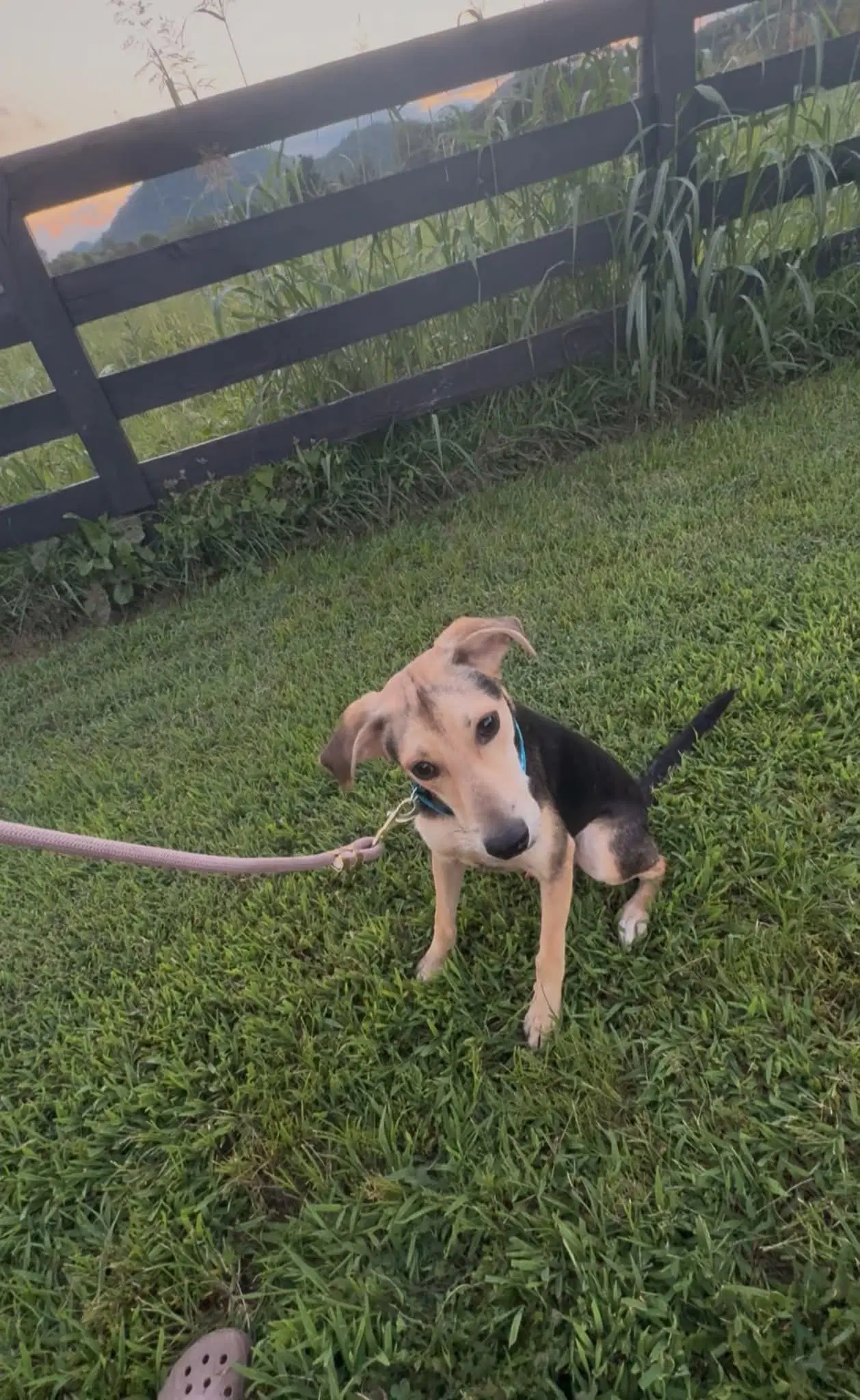 Ravioli Foster Foster-To-Adopt - Beagle