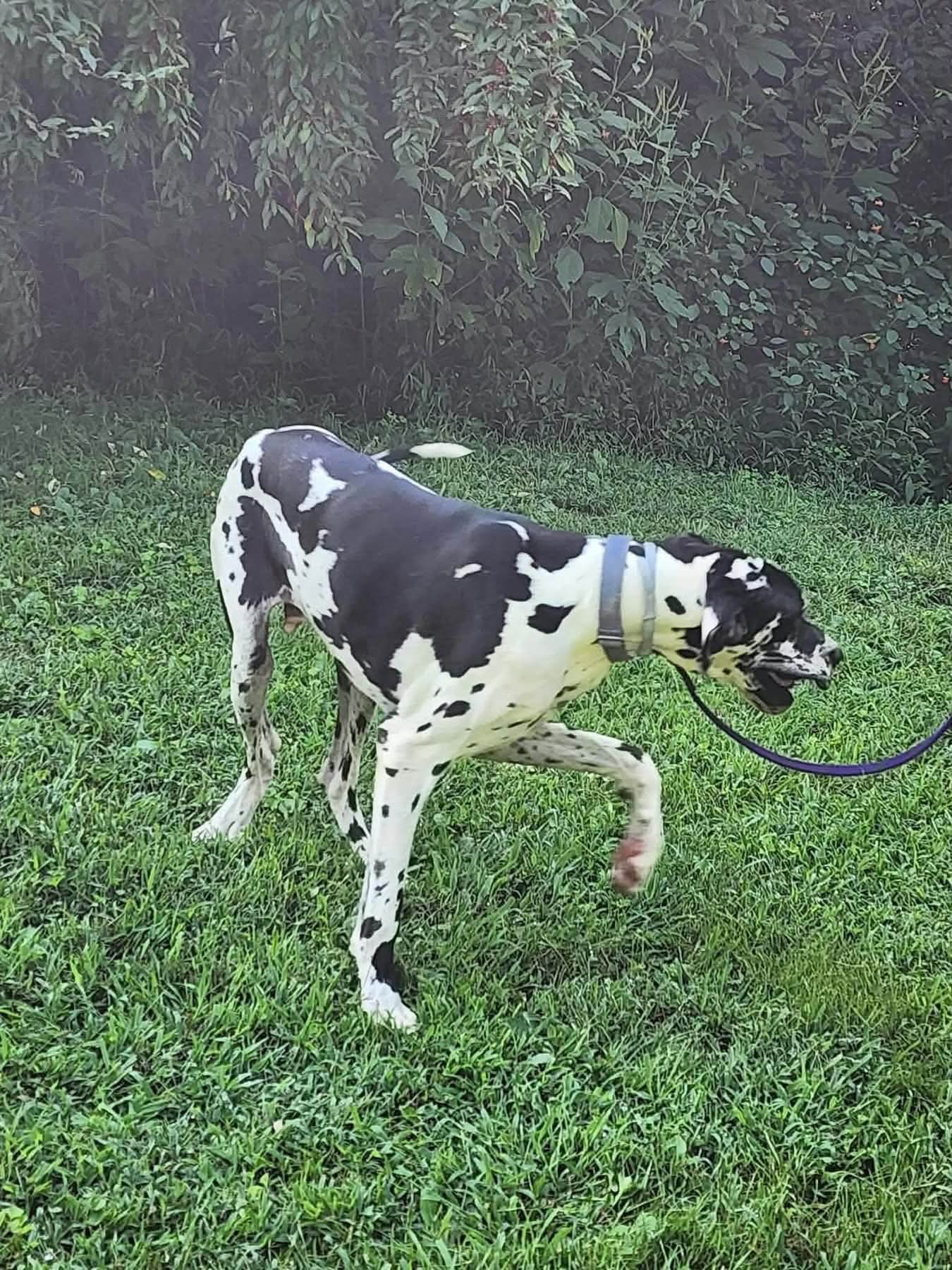 Ruggerdante Fosteradopter Needed image 3