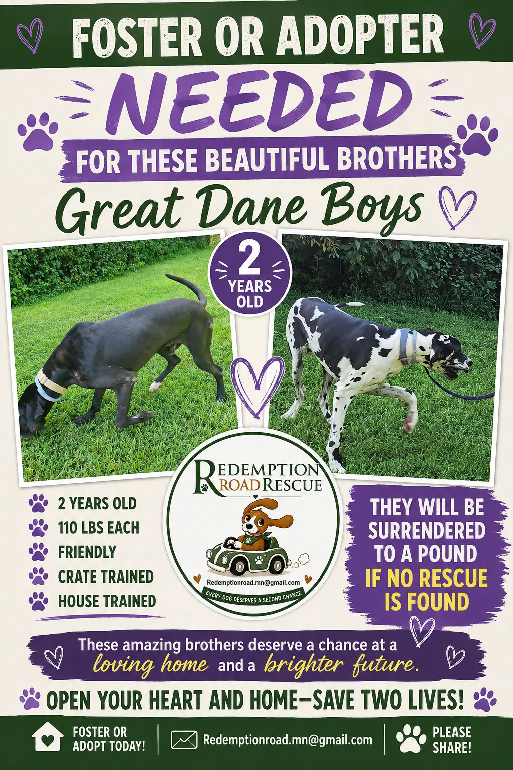 Ruggerdante Fosteradopter Needed image 2