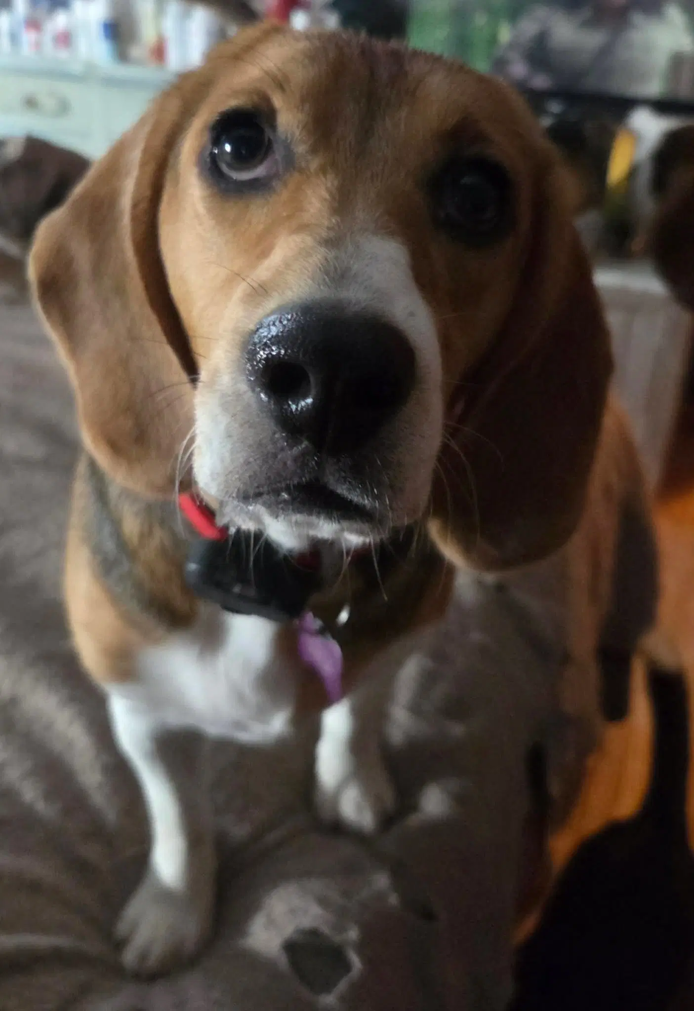 Louisa - Beagle