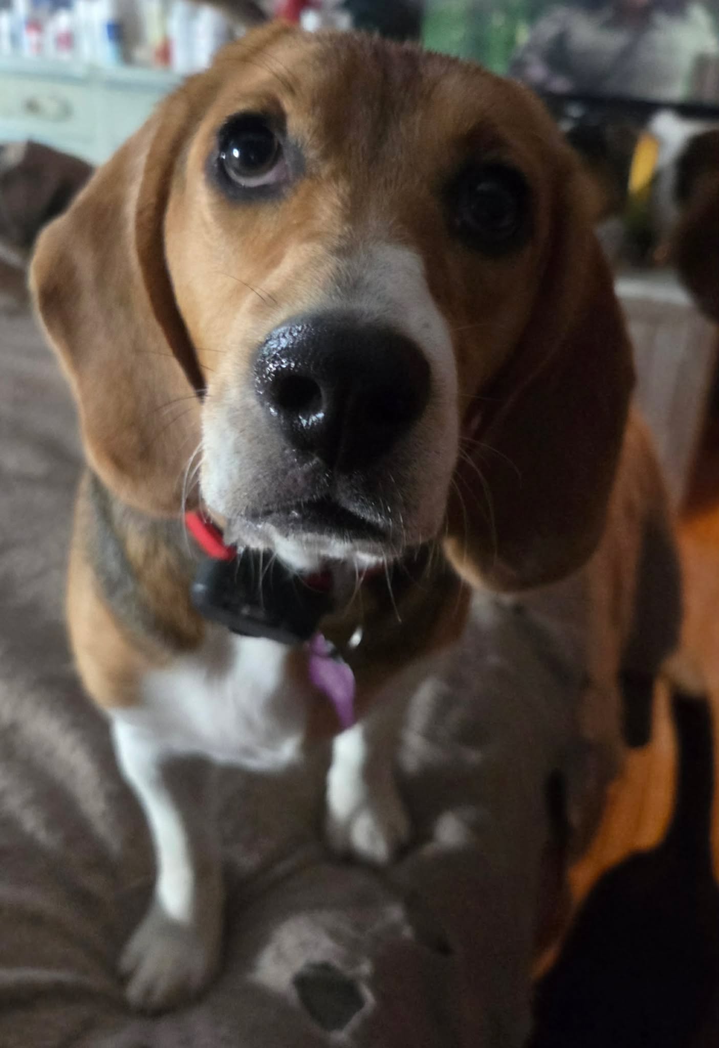 Louisa