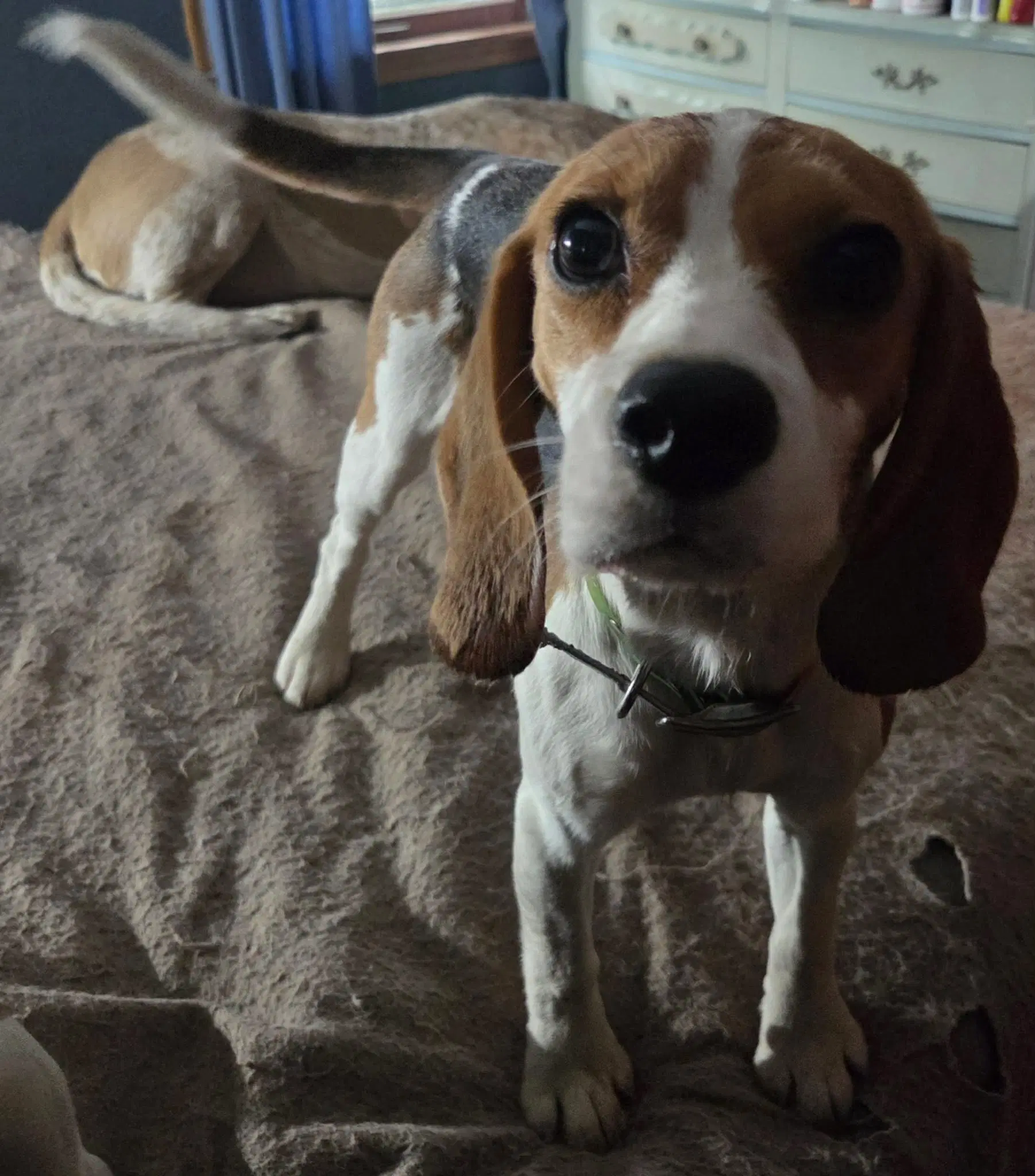 Margo image 2