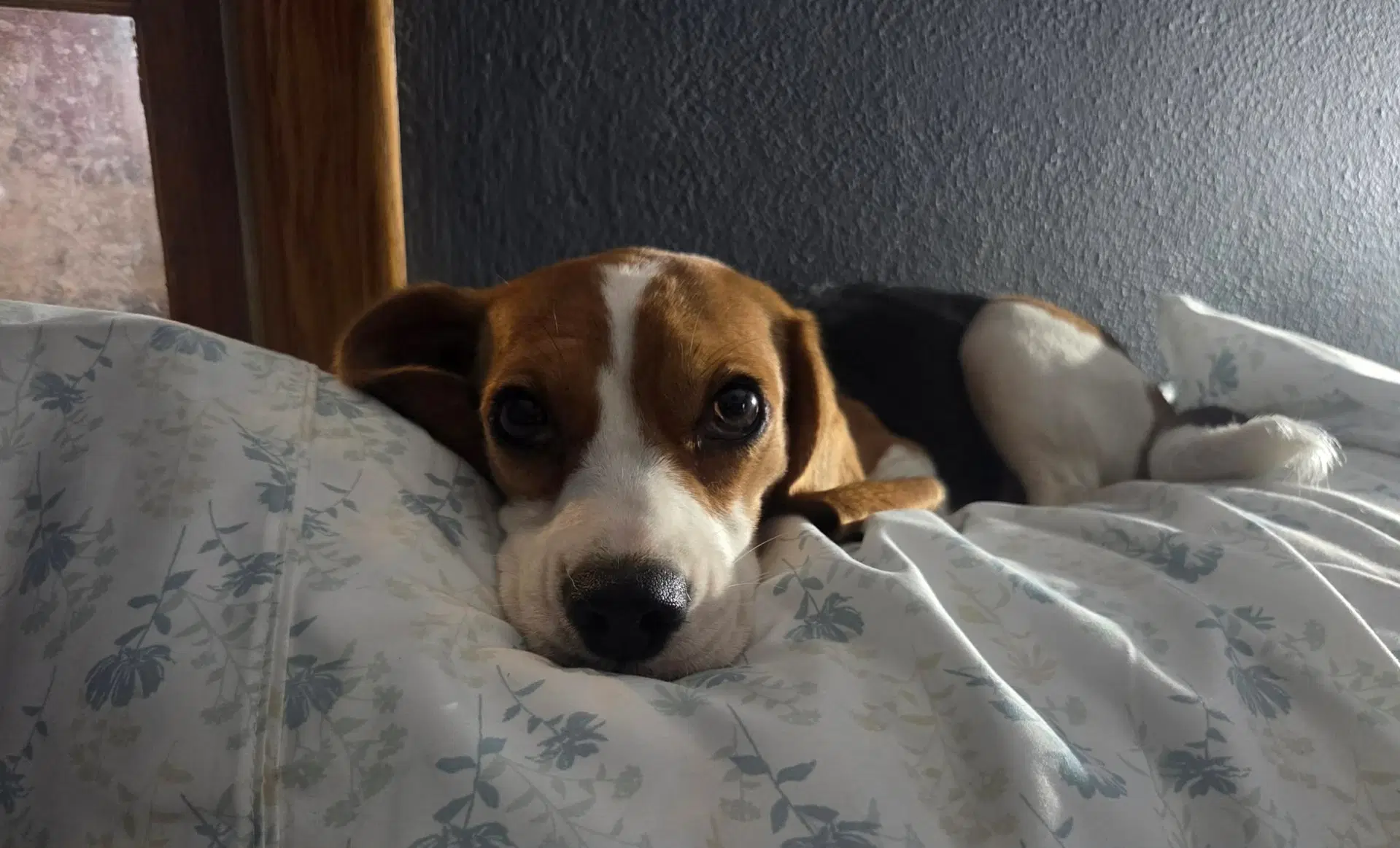 Margo image 3