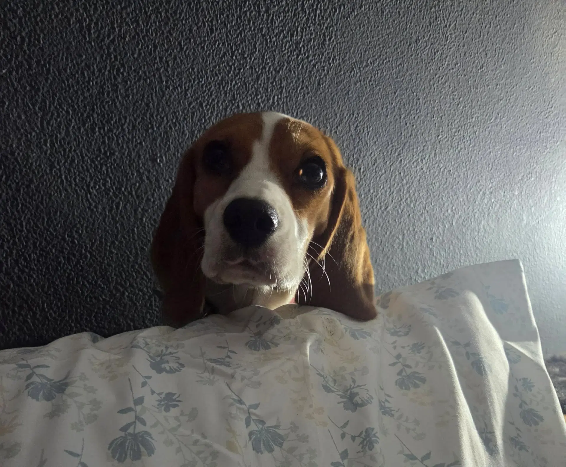 Margo image 4
