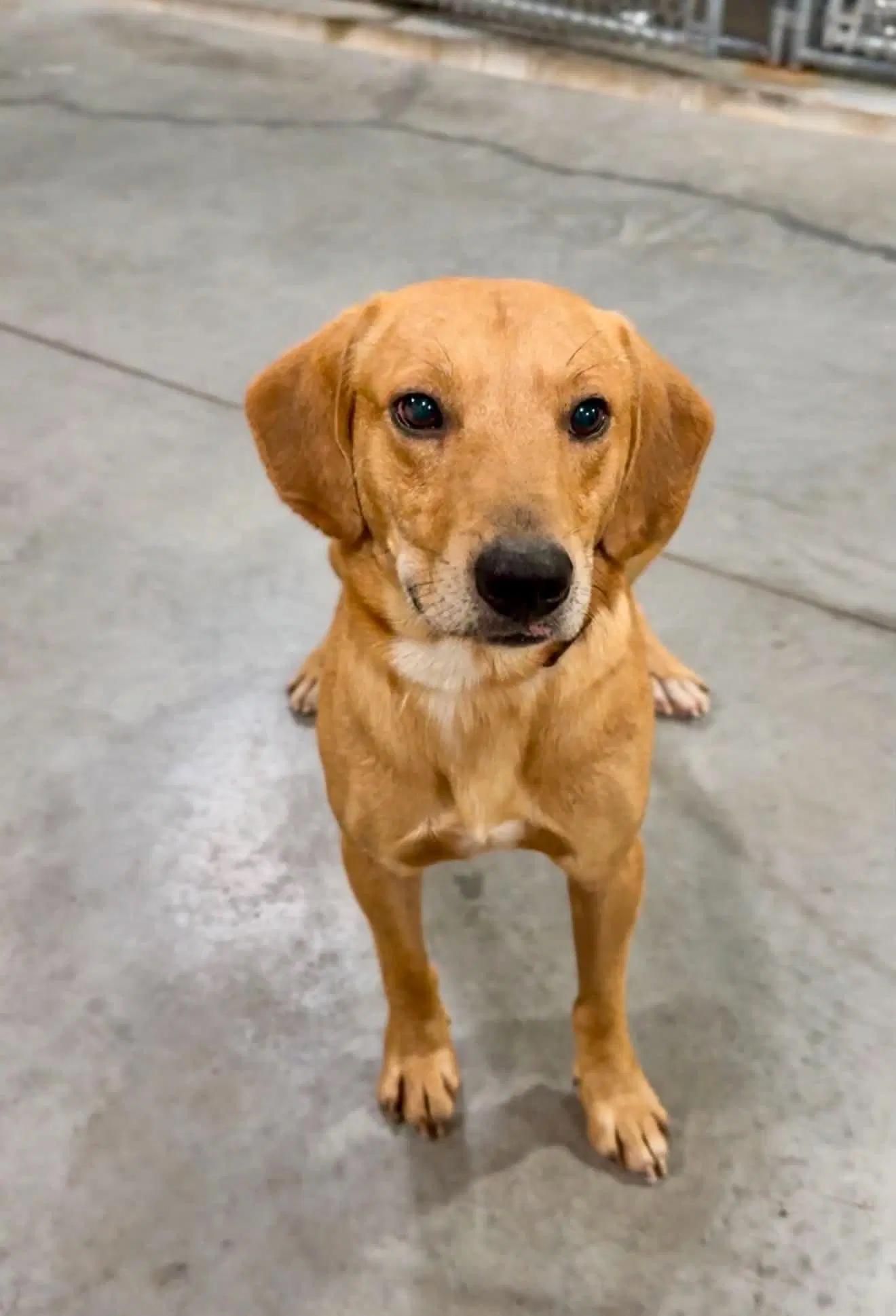 Riddle - Retriever