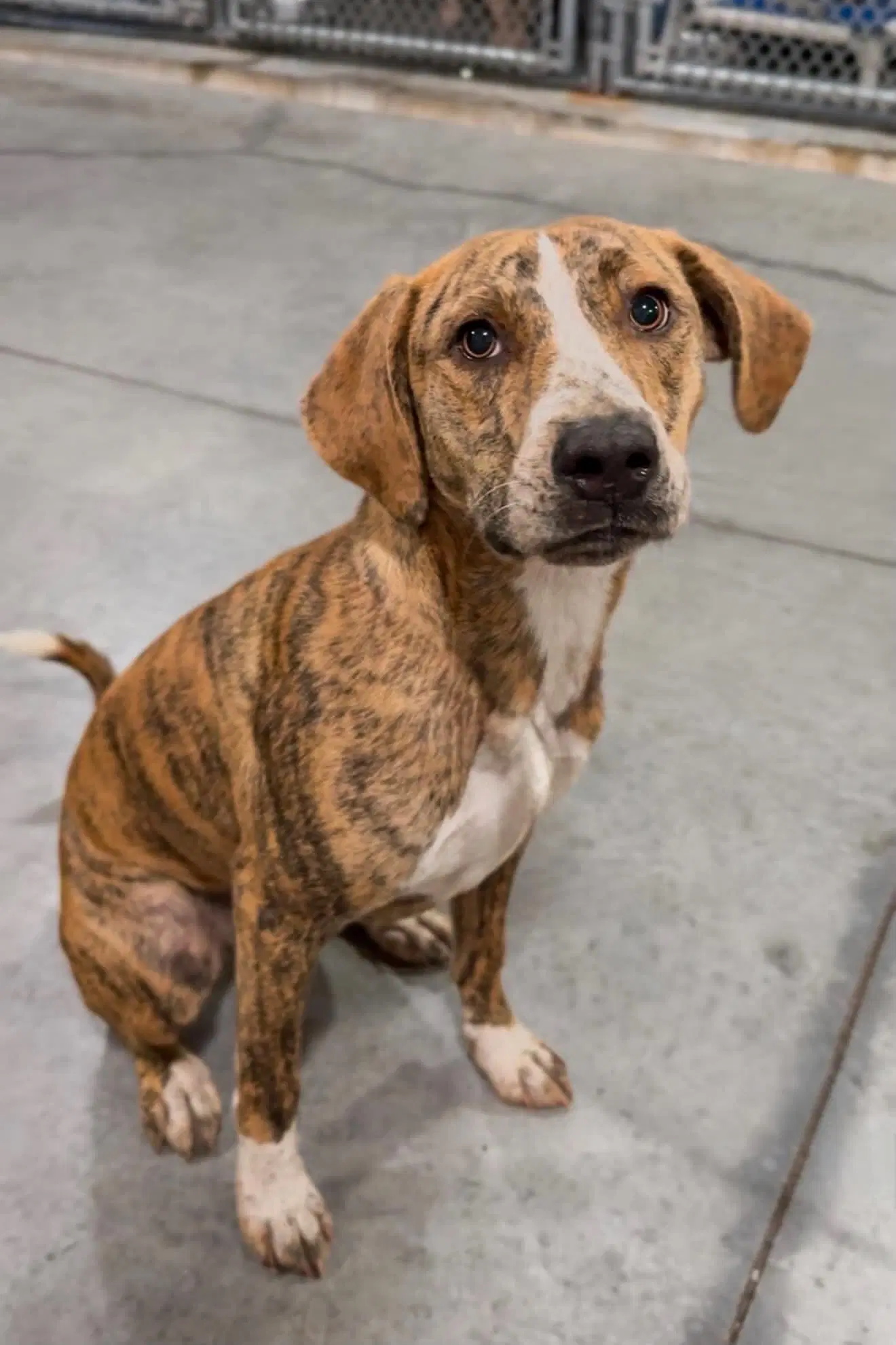 Druski - Mountain Cur