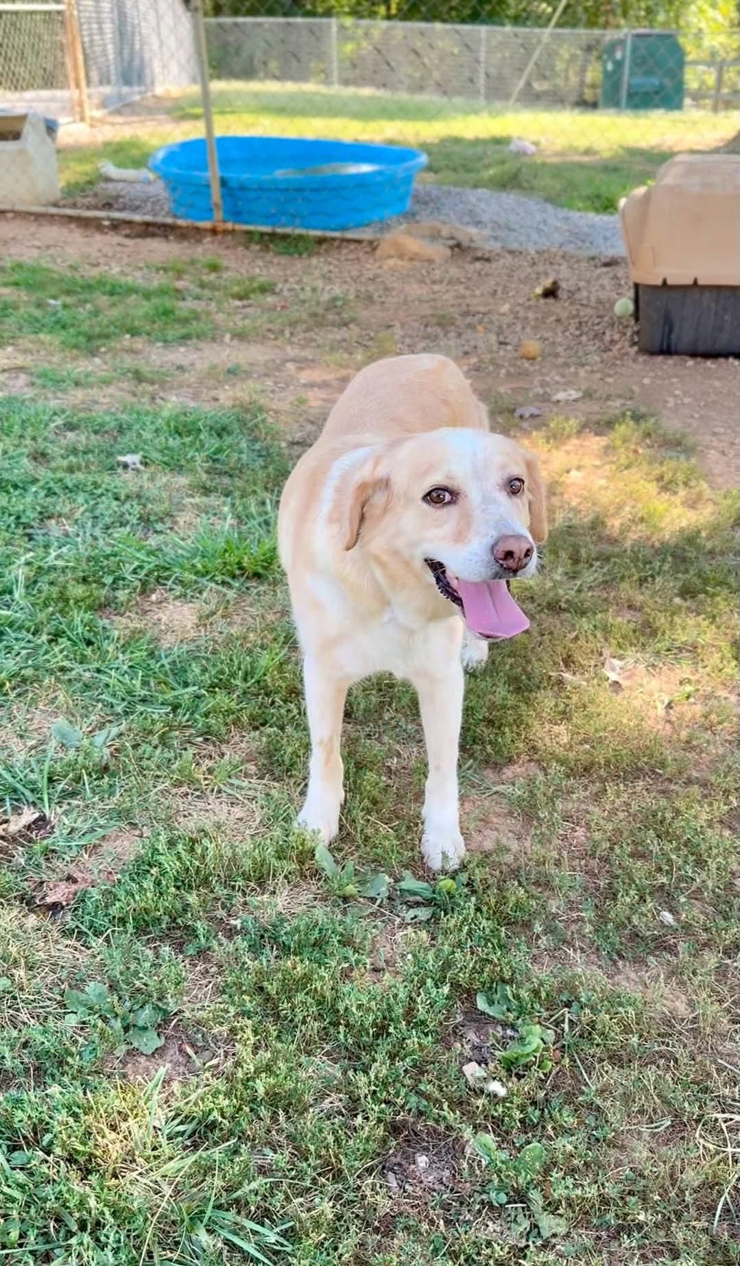 Elphie