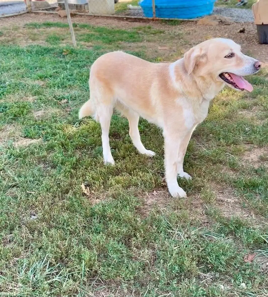 Elphie image 2