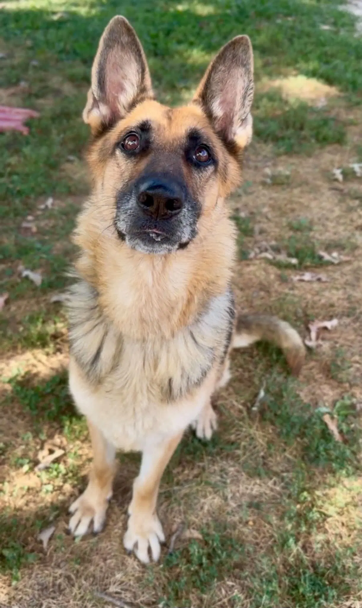 Esme - German Shepherd Dog