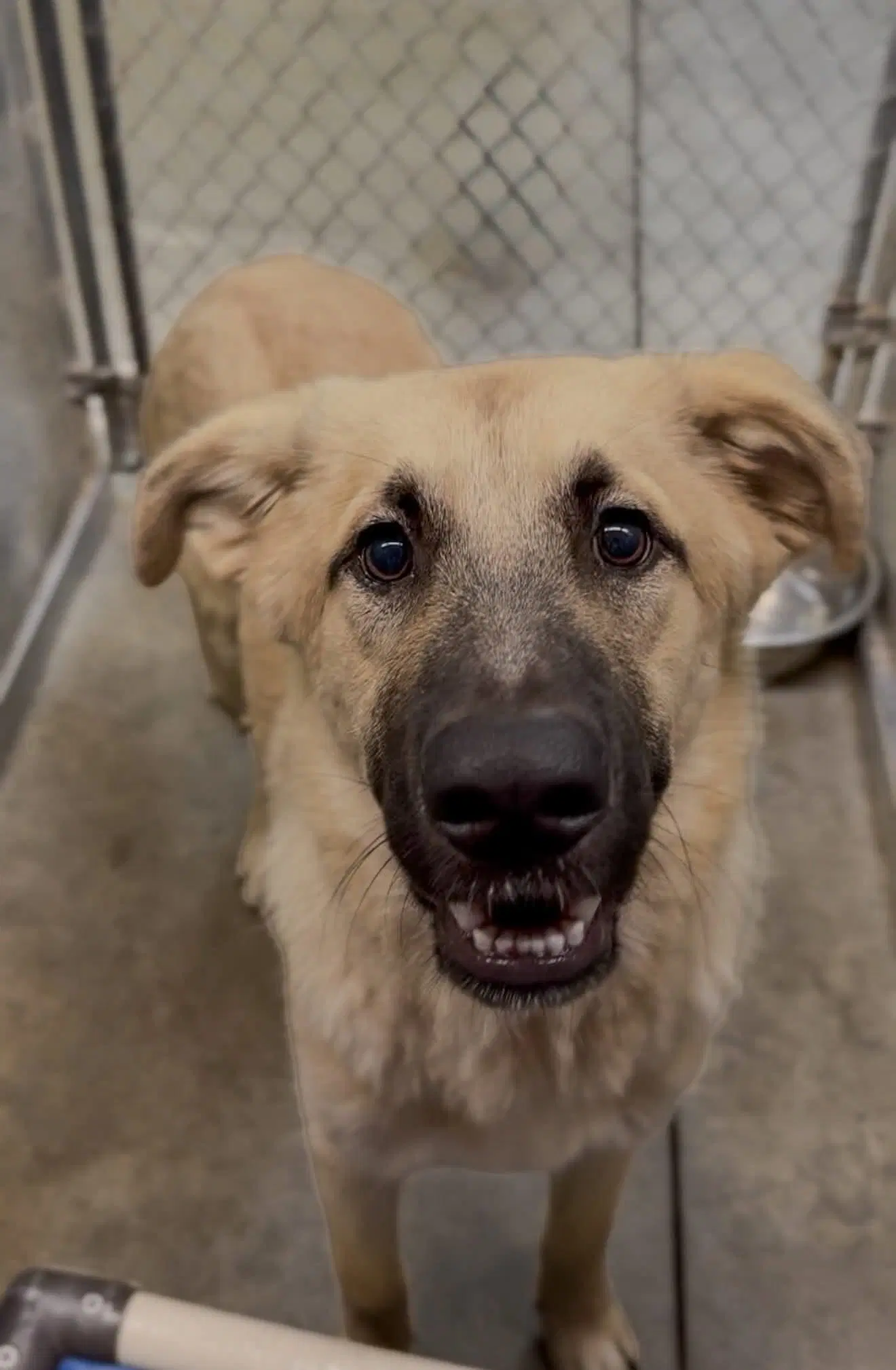 Atticus - Anatolian Shepherd