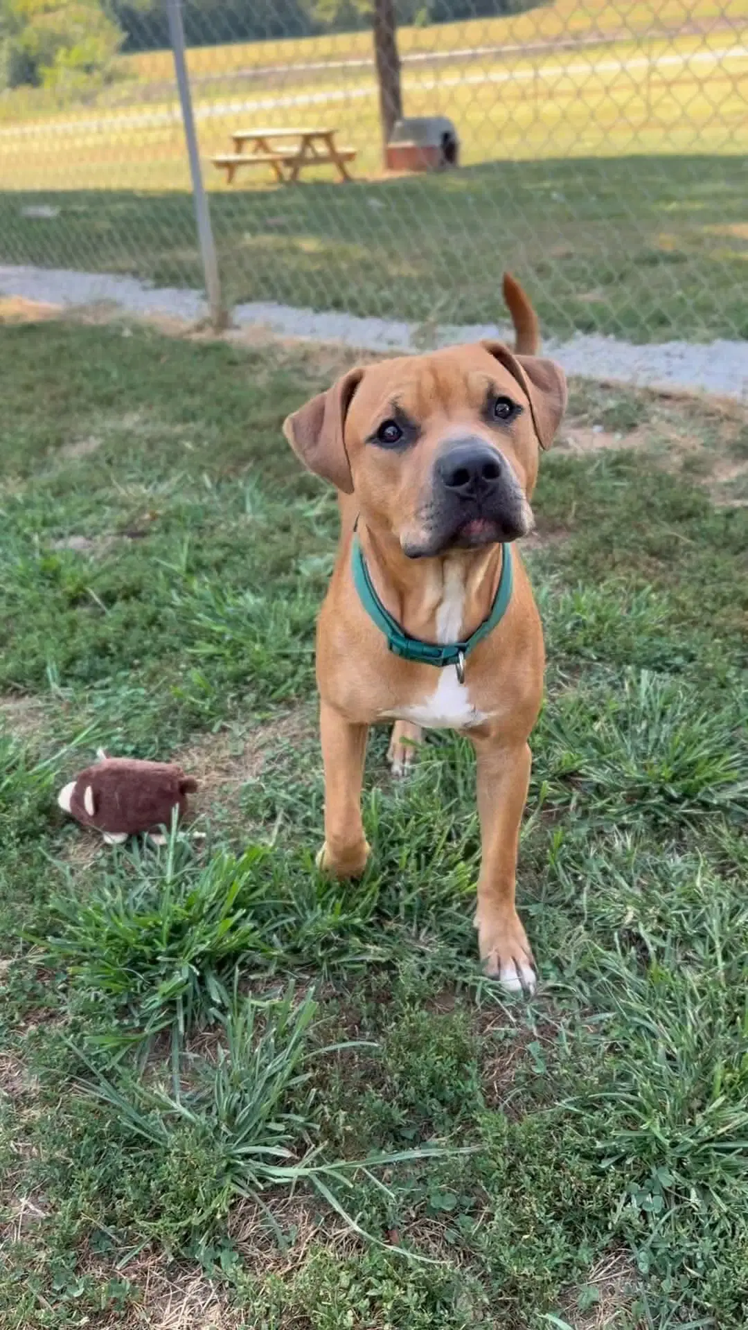 Jake - Boxer