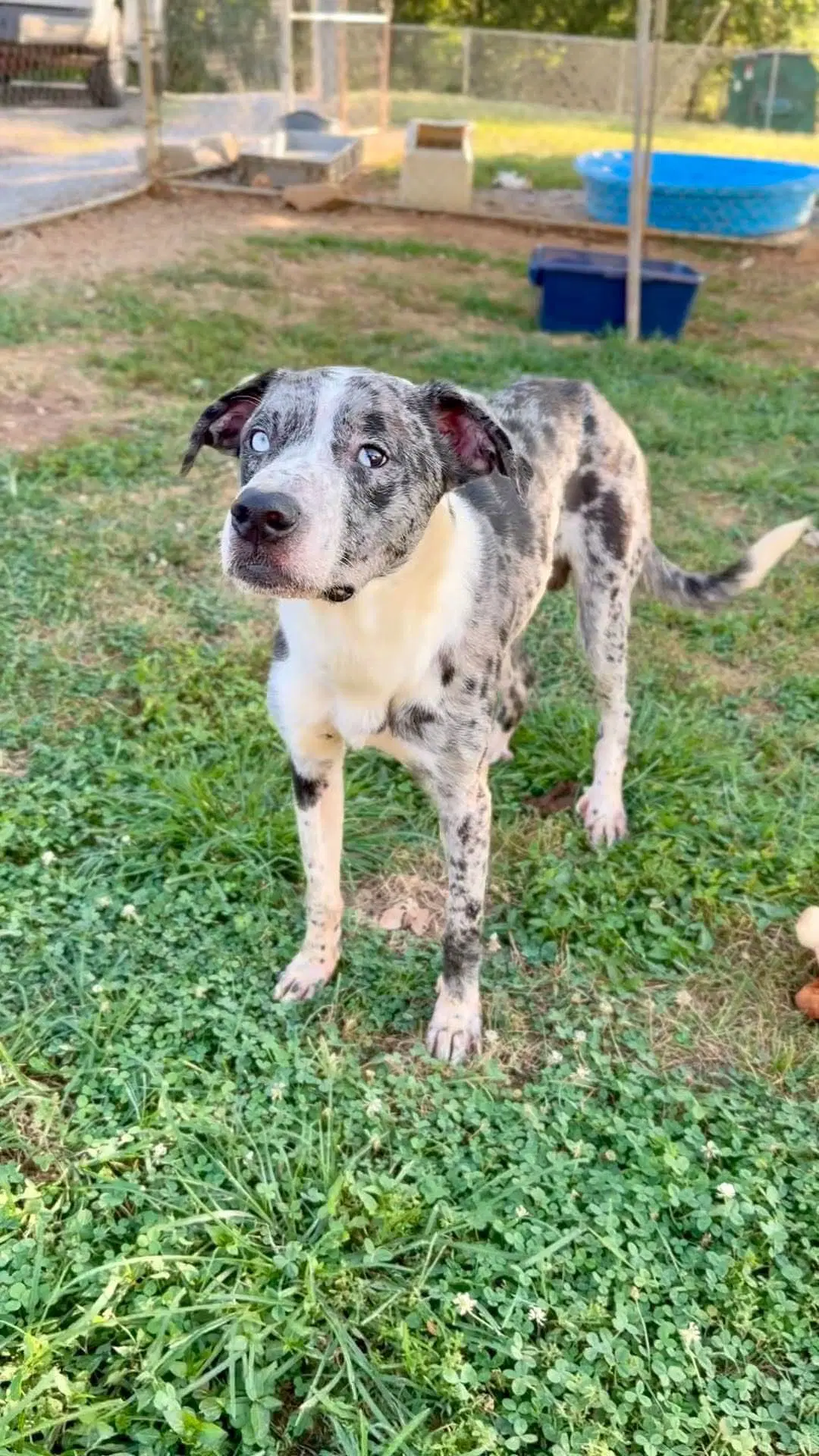 Parker Fosteradopter Needed Sept image 1