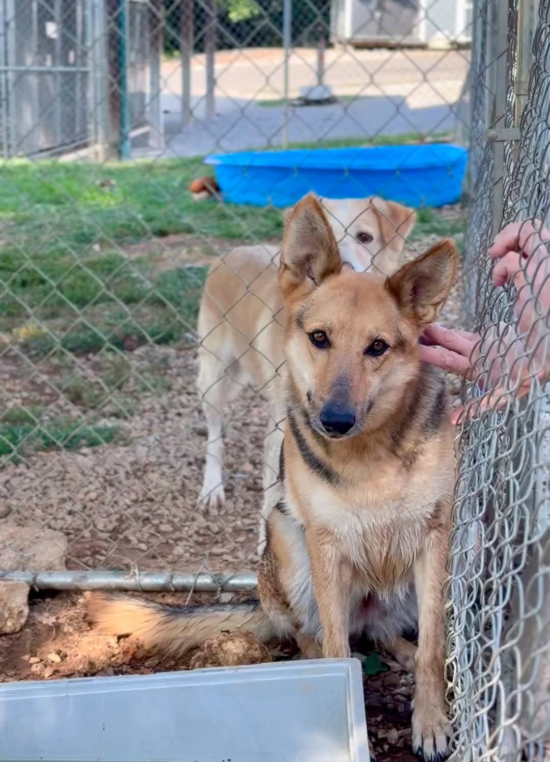 Sweet Karmony I Need A Foster Home By Sept