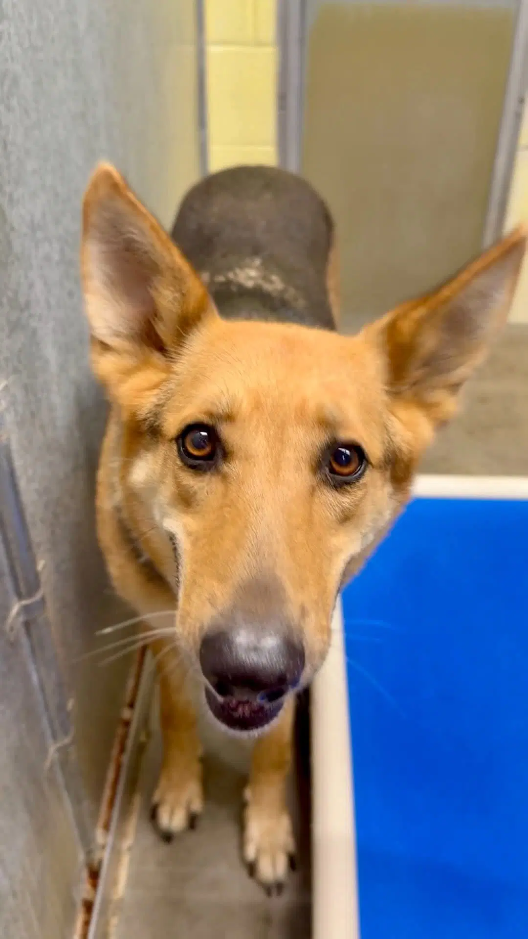 Sweet Karmony I Need A Foster Home By Sept image 2