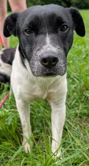 Coyote Help I Need A Foster Home By Oct - Labrador Retriever