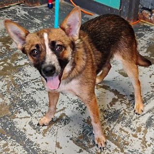 Rogue Help I Need A Foster Home By Oct