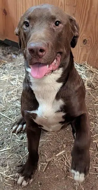 Winston Help I Need A Foster Home By Oct - Labrador Retriever