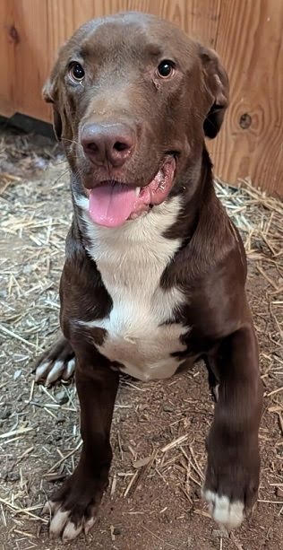 Winston Help I Need A Foster Home By Oct
