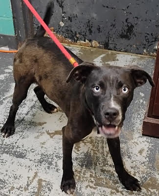 Tiny Help I Need A Foster Home By Oct